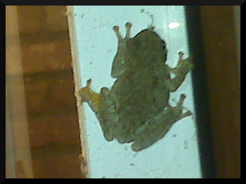 Frog on window